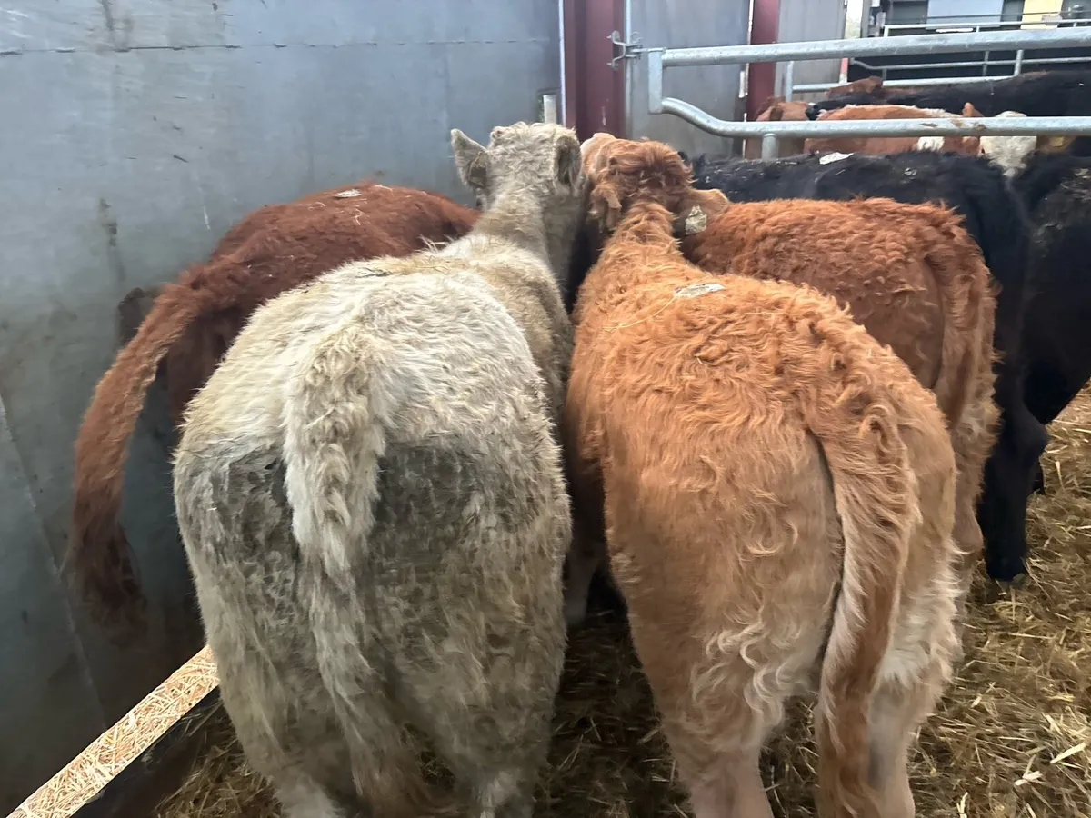 10 super suckler bred continental heifers - Image 4