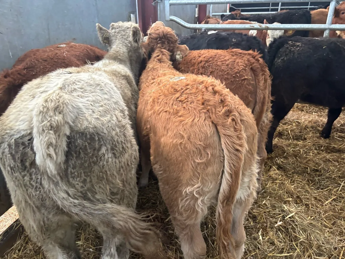 10 super suckler bred continental heifers - Image 1