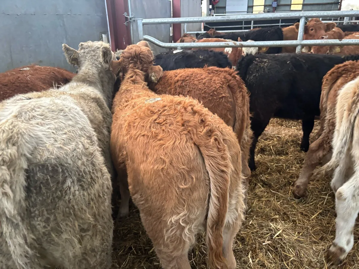 10 super suckler bred continental heifers - Image 2