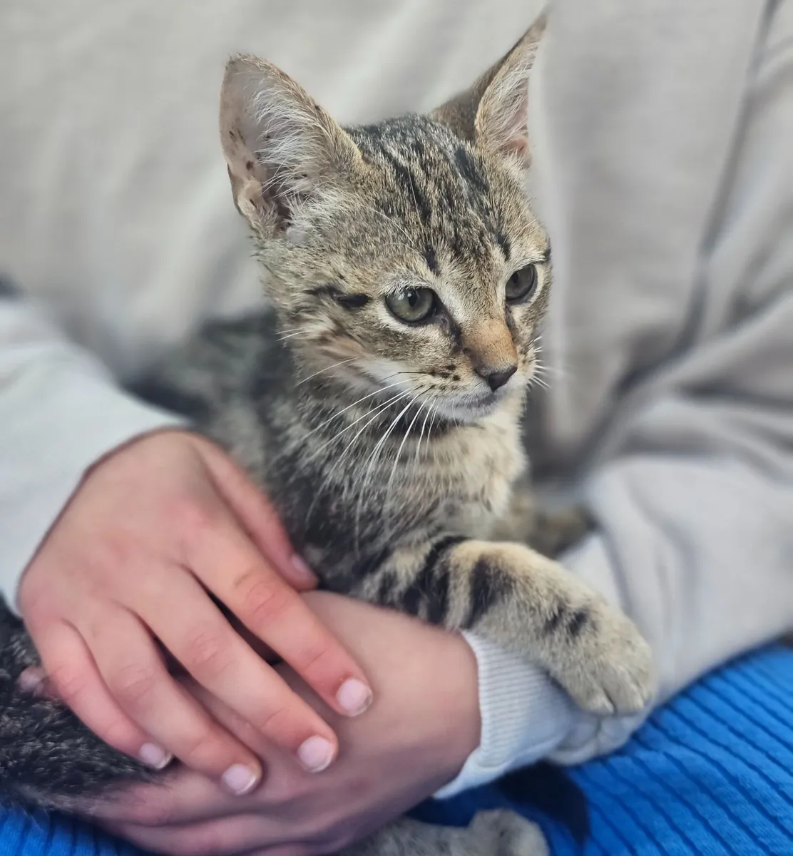 Kittens for sale - Image 1