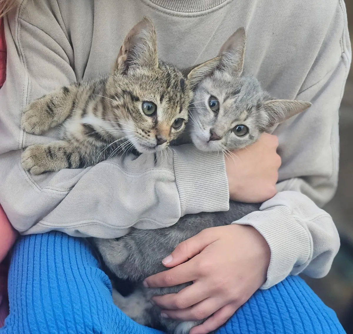 Kittens for sale - Image 2
