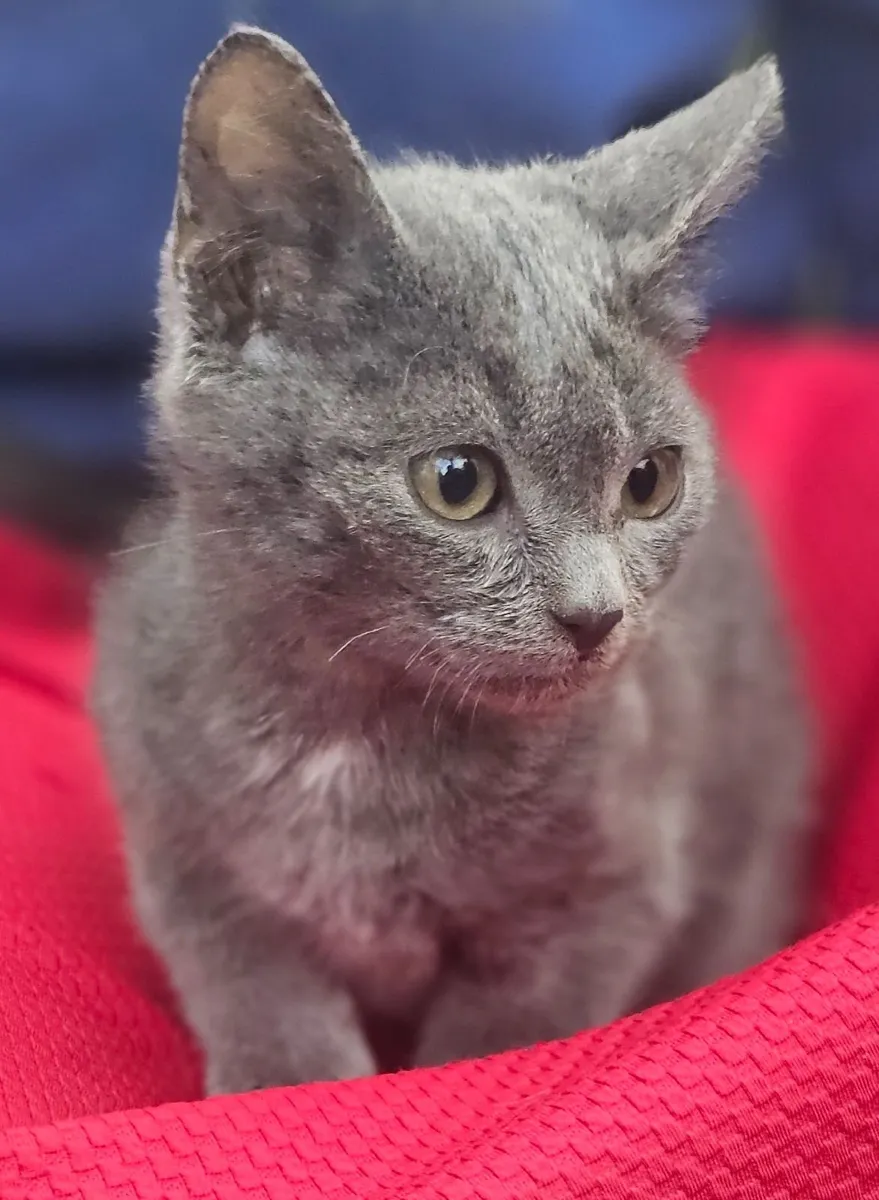 Kittens for sale - Image 3