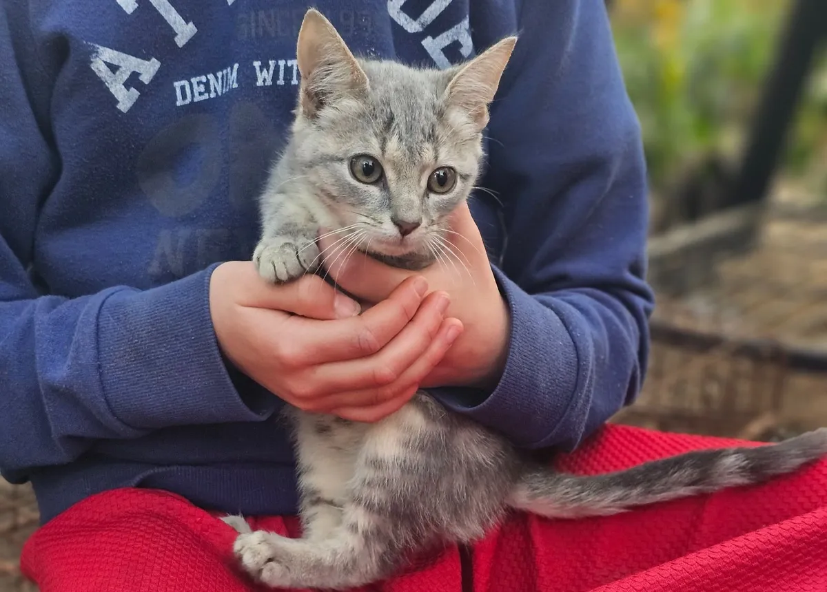 Kittens for sale - Image 4