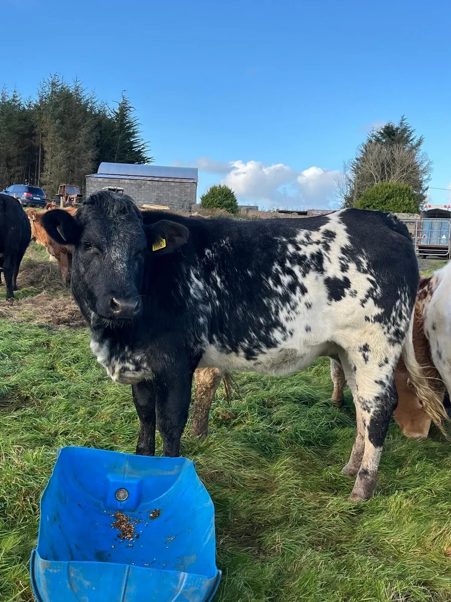 3 cow makers for Gort mart Thursday night - Image 1