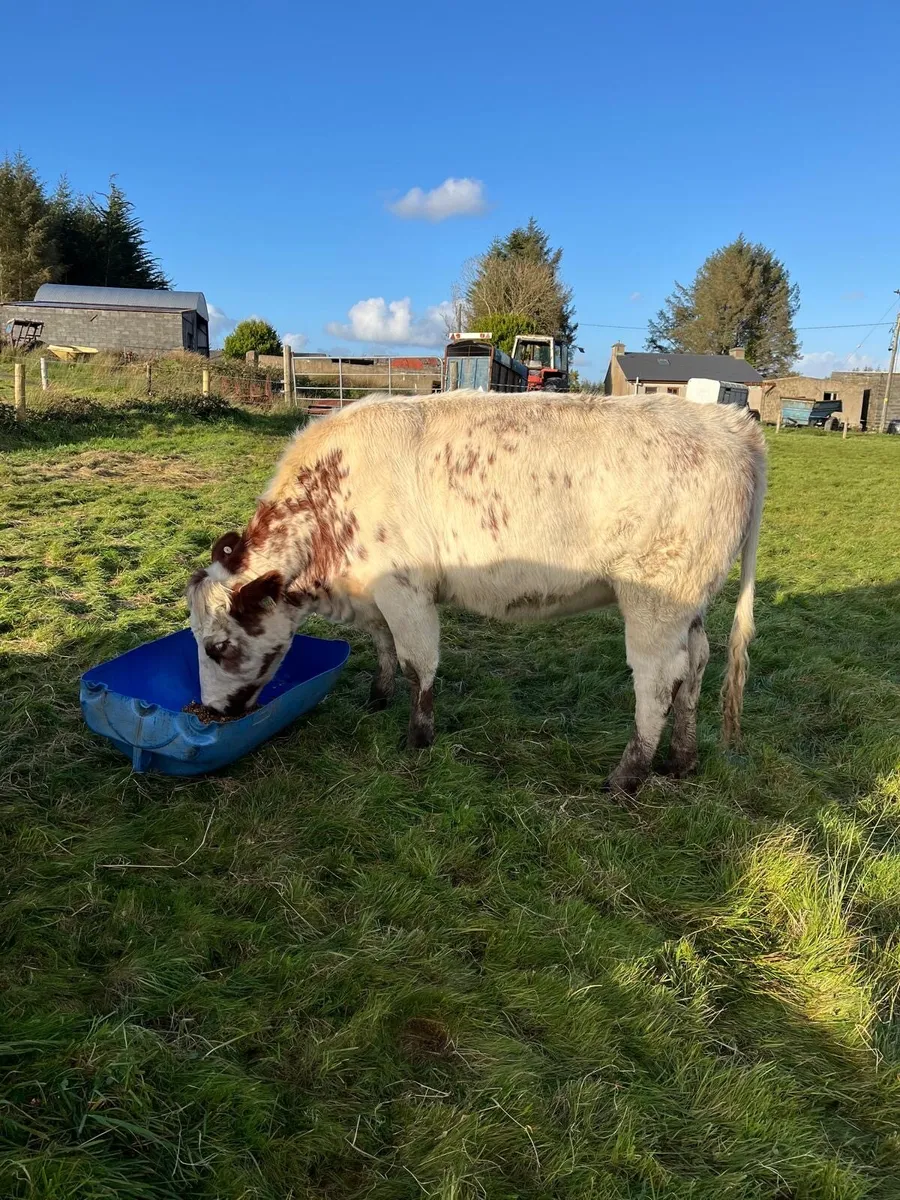 3 cow makers for Gort mart Thursday night - Image 2