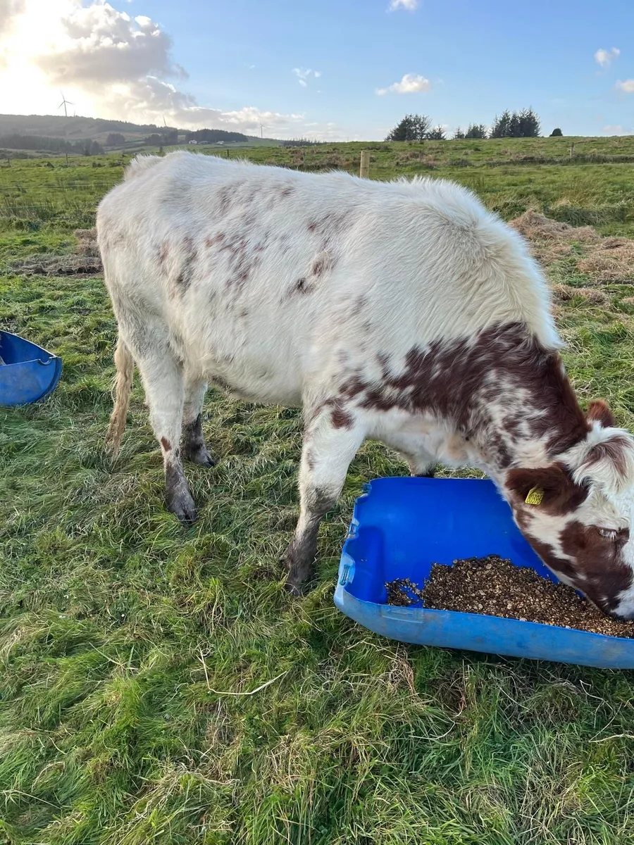 3 cow makers for Gort mart Thursday night - Image 3