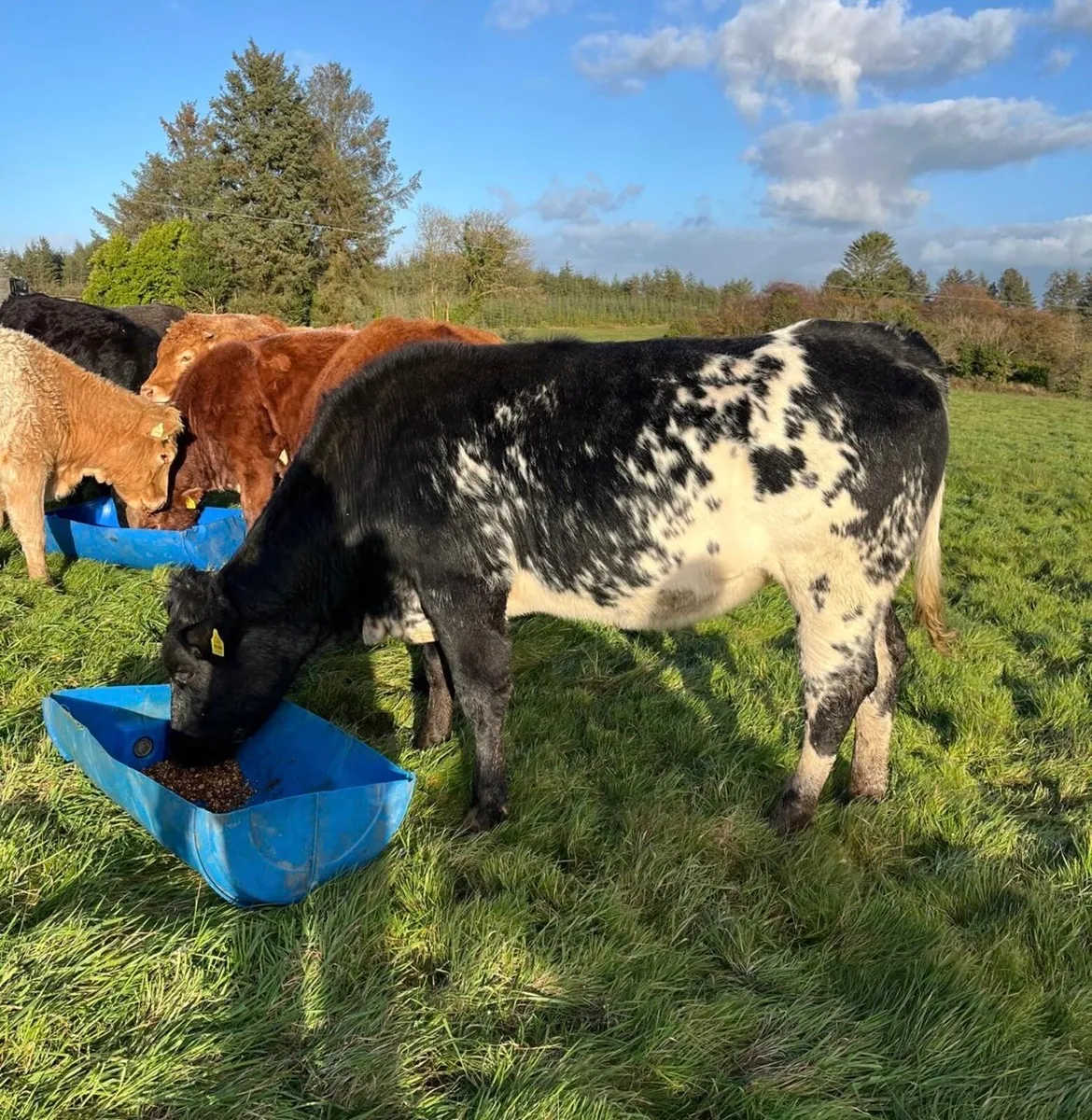 3 cow makers for Gort mart Thursday night - Image 4