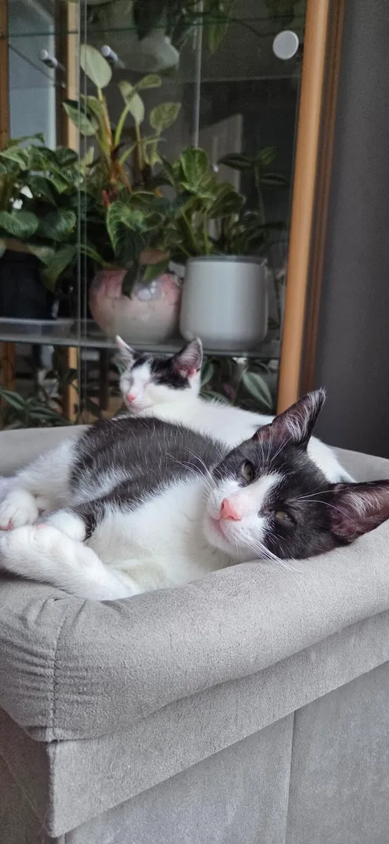 kitten
