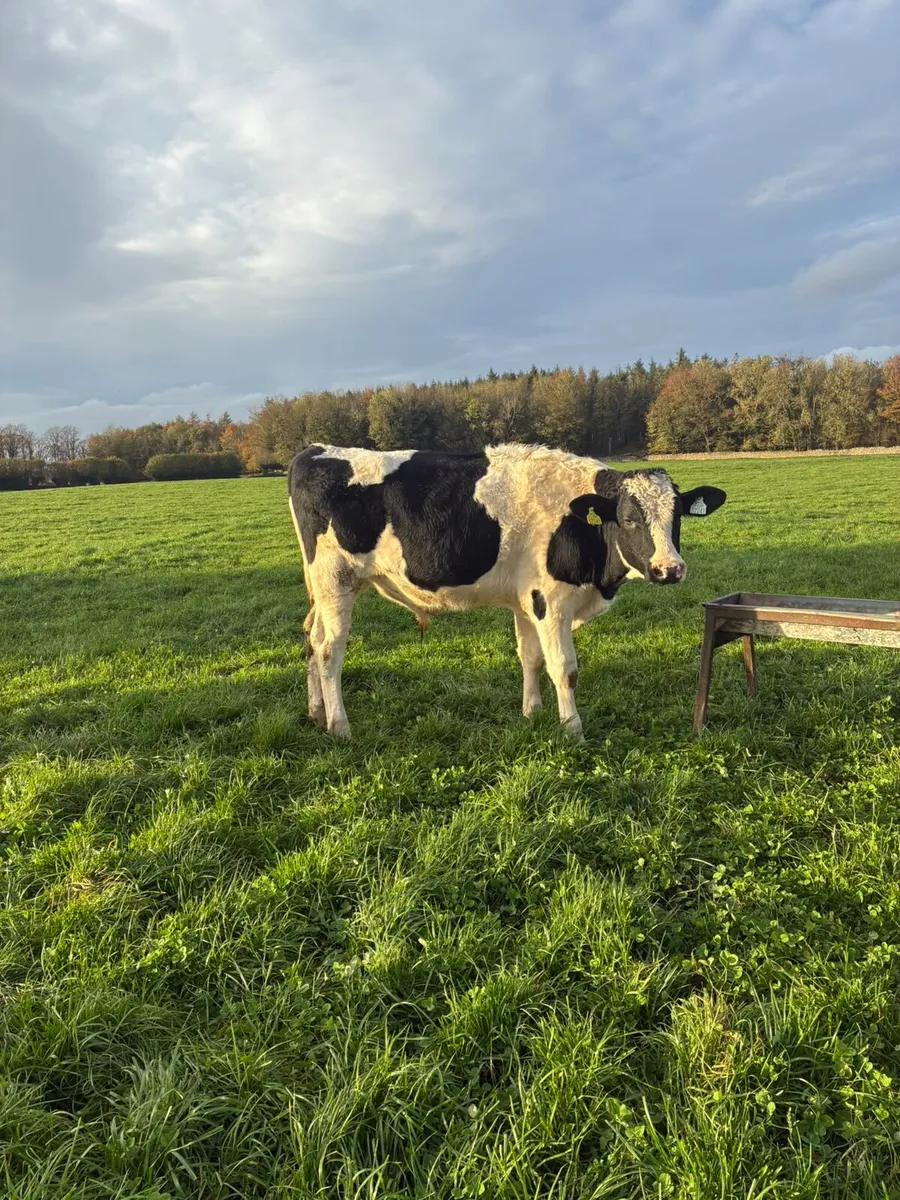 Holstein Freisan Bull - Image 2