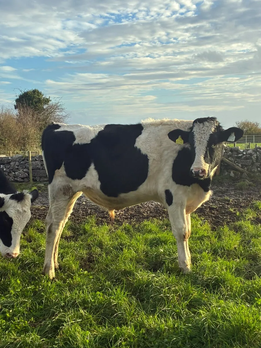 Holstein Freisan Bull - Image 1