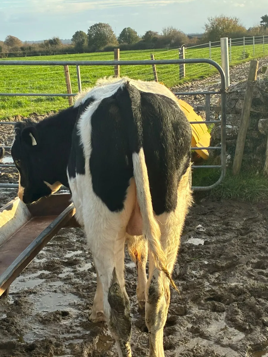 Holstein Freisan Bull - Image 3