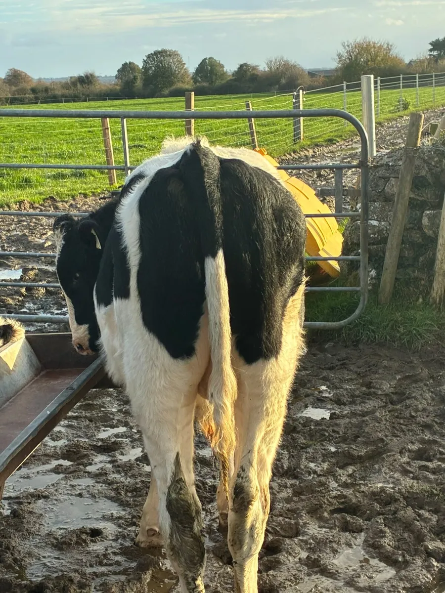 Holstein Freisan Bull - Image 4