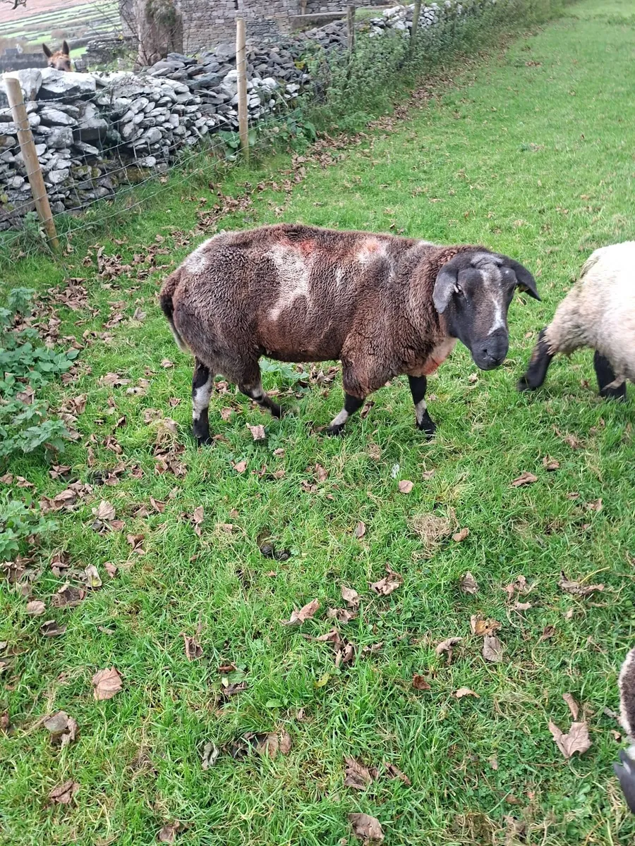 Sheep - Image 1
