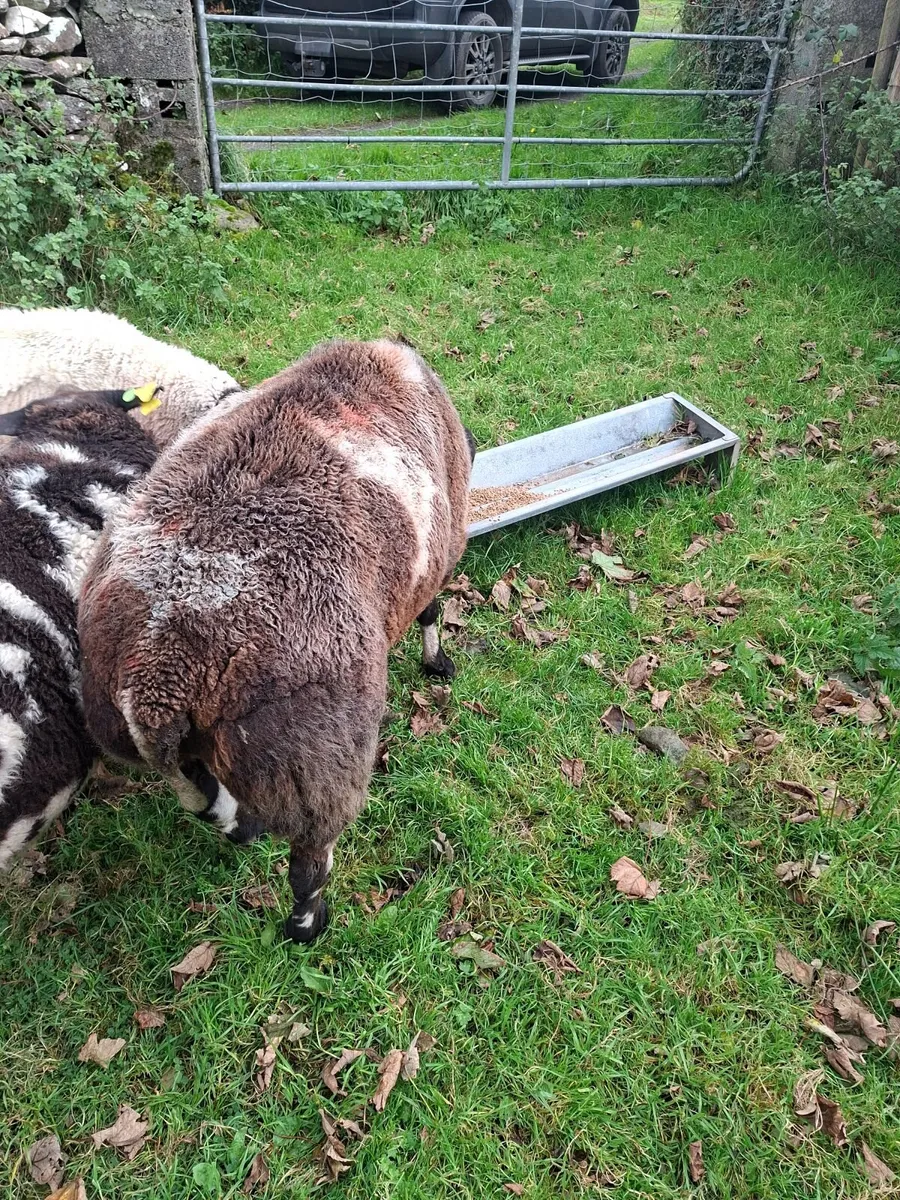 Sheep - Image 3