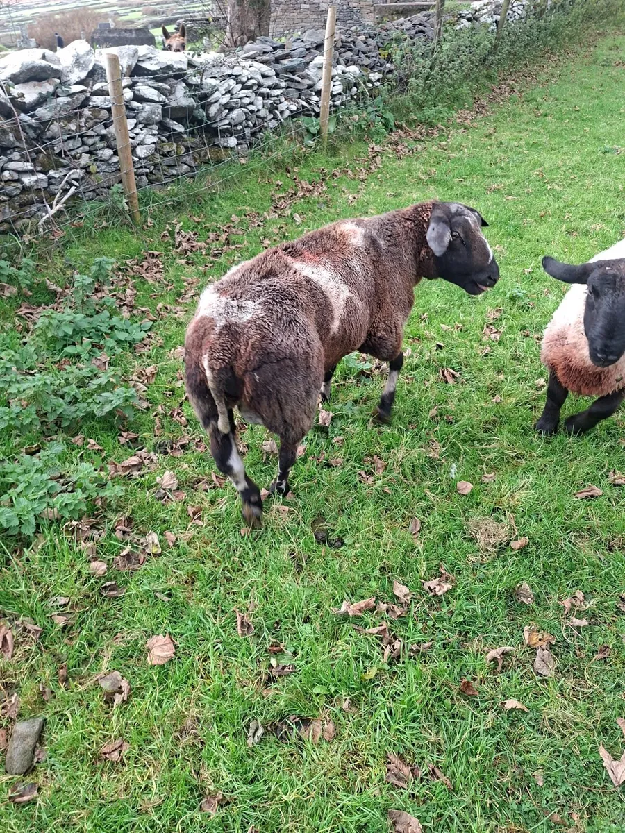 Sheep - Image 2