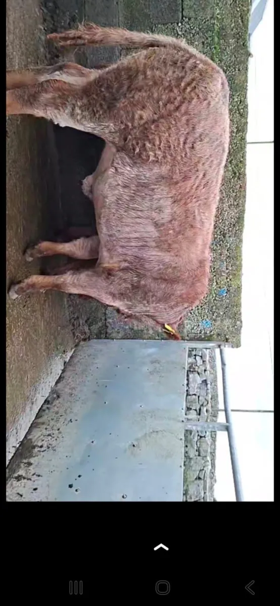 SUPER LIMOUSIN ROAN HEIFER WEANLING HEADFORD MART - Image 2