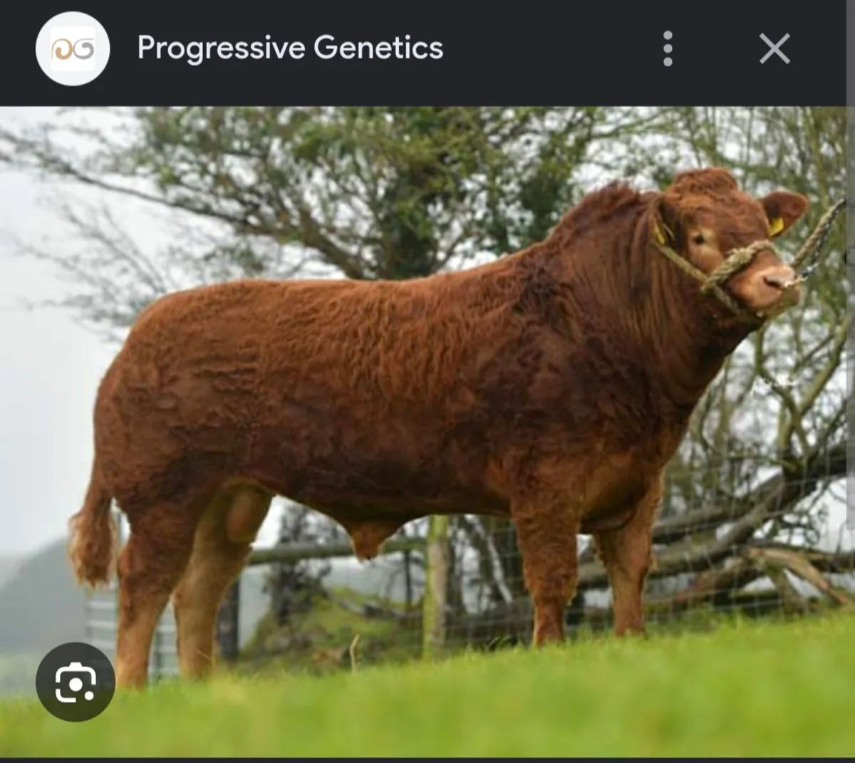 SUPER LIMOUSIN ROAN HEIFER WEANLING HEADFORD MART - Image 3