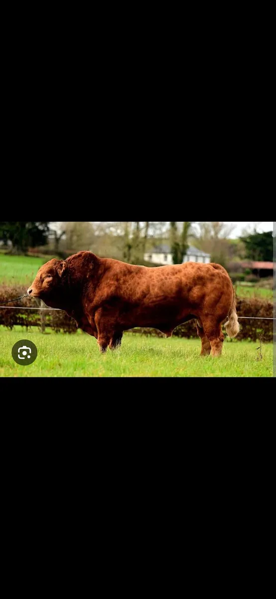 SUPER LIMOUSIN ROAN HEIFER WEANLING HEADFORD MART - Image 4