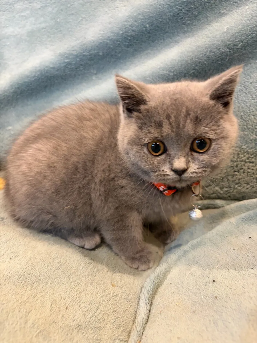 British shorthair kittens - Image 1