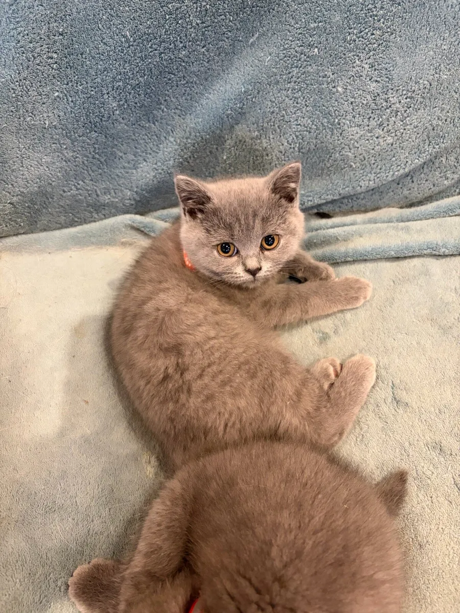 British shorthair kittens - Image 2