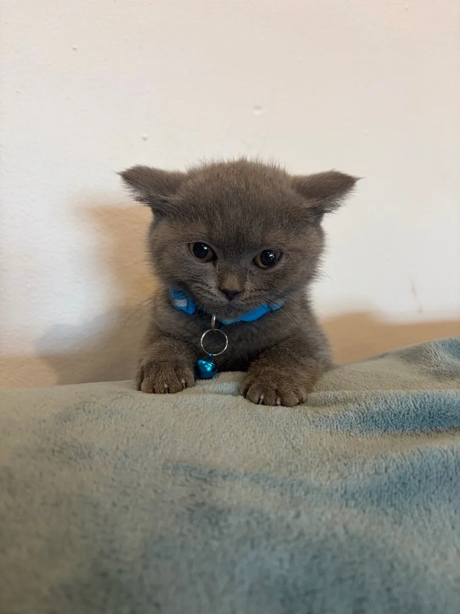 British shorthair kittens - Image 3