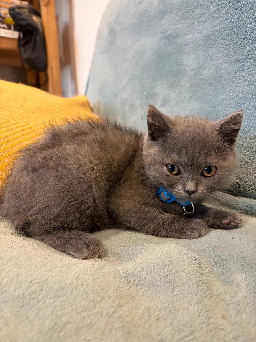 British shorthair kittens - Image 4