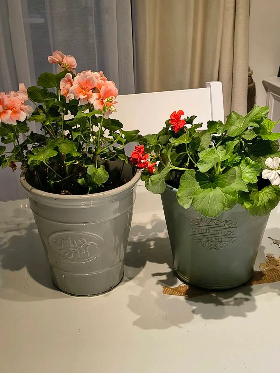 Two Geraniums tw - Image 1