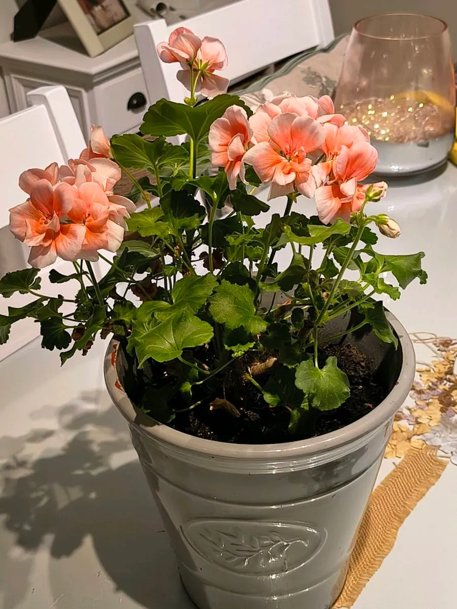 Two Geraniums tw - Image 2