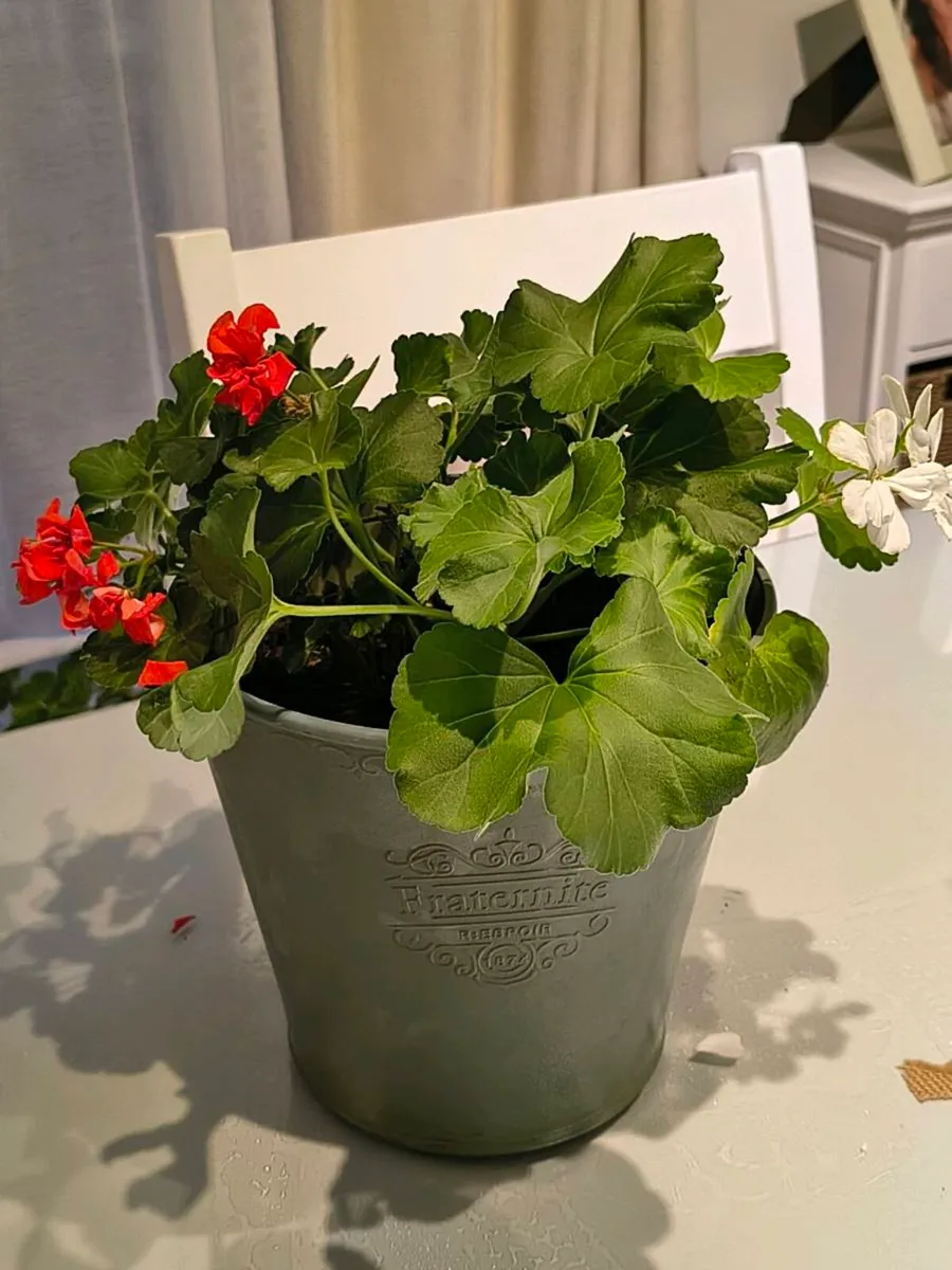 Two Geraniums tw - Image 3