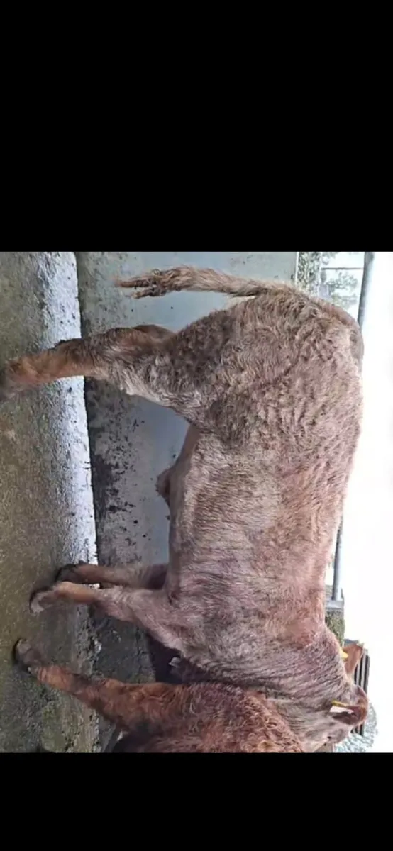 SUPER LIMOUSIN ROAN HEIFER WEANLING HEADFORD MART - Image 1