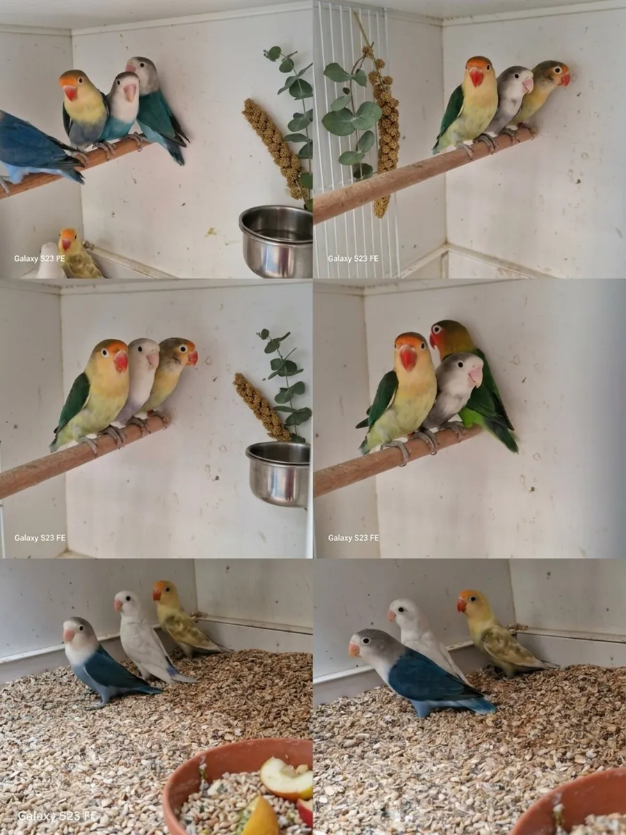 Love bird young birds and adults
