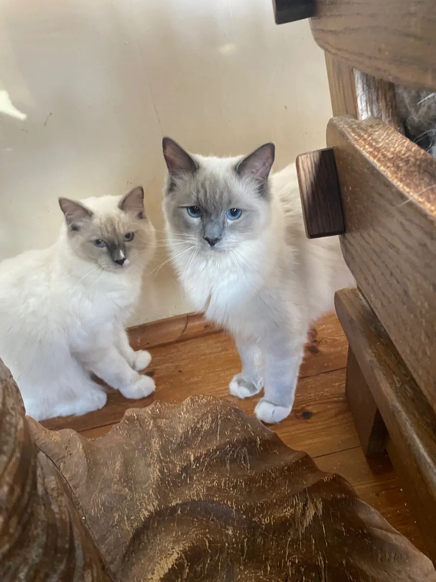 GCCFI Ragdoll kittens - Image 4