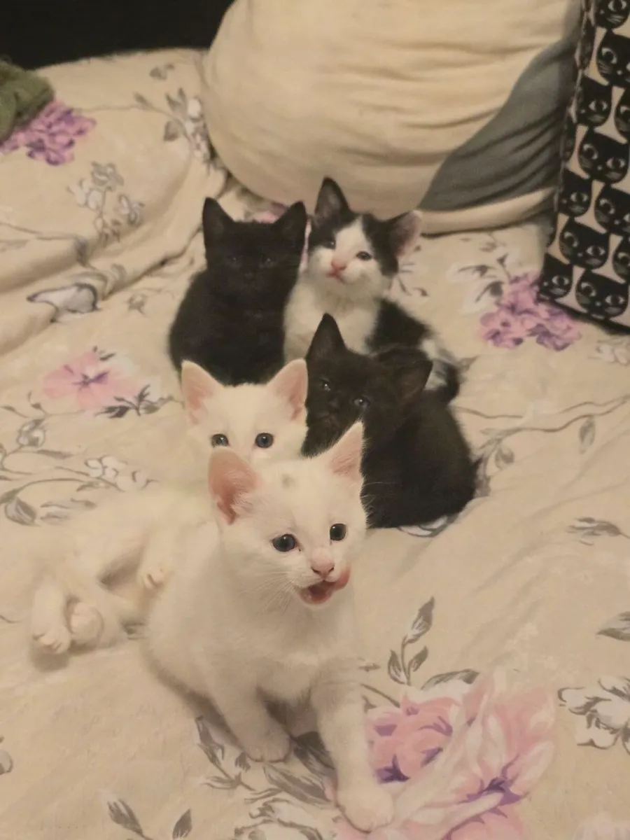 2 Kittens - Image 1