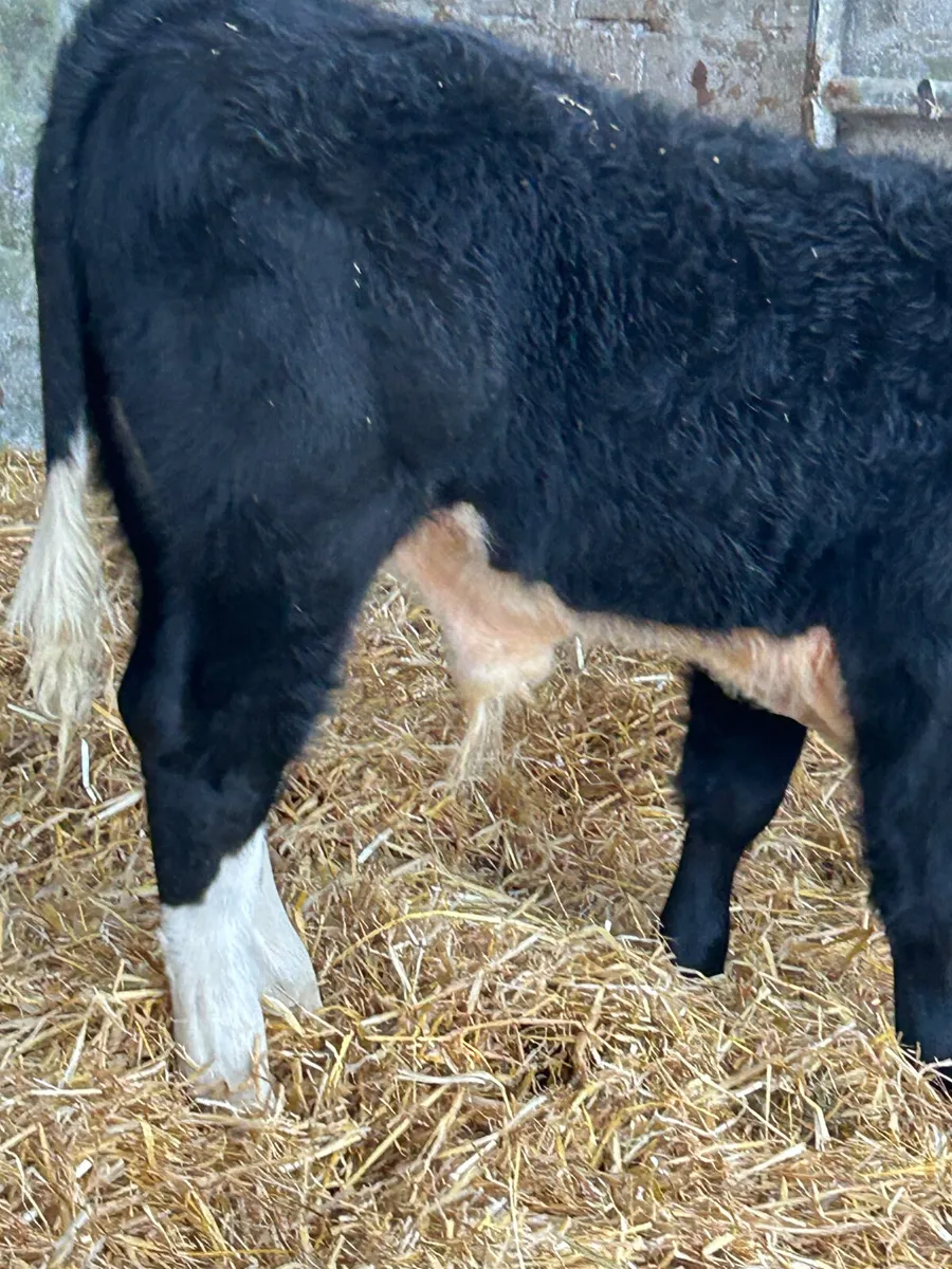 3 SUPER SUCKLER BRED RUNNER BULLS - Image 4