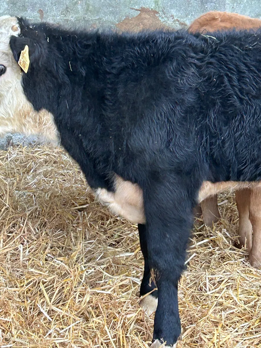 3 SUPER SUCKLER BRED RUNNER BULLS - Image 3