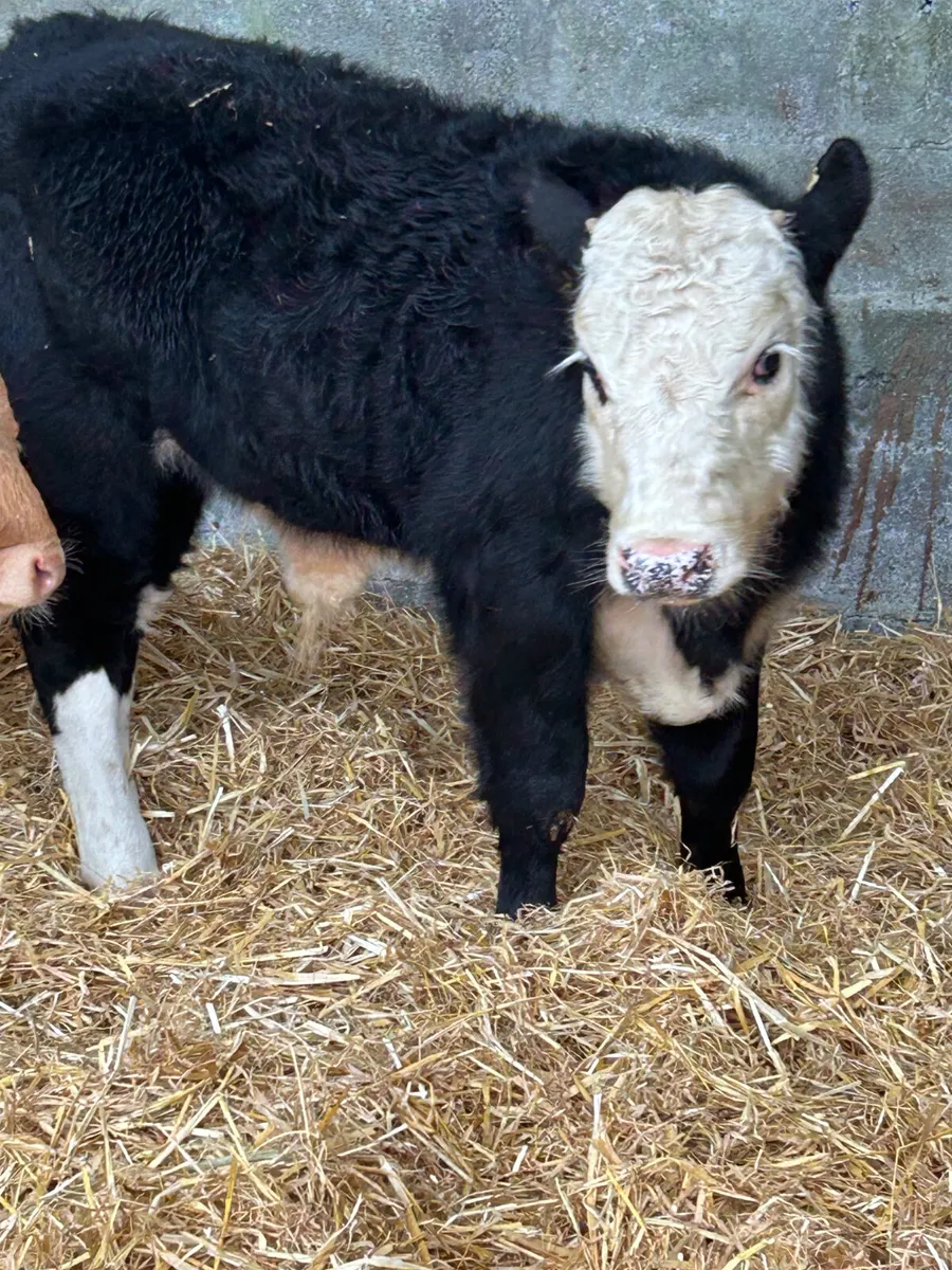 3 SUPER SUCKLER BRED RUNNER BULLS - Image 2