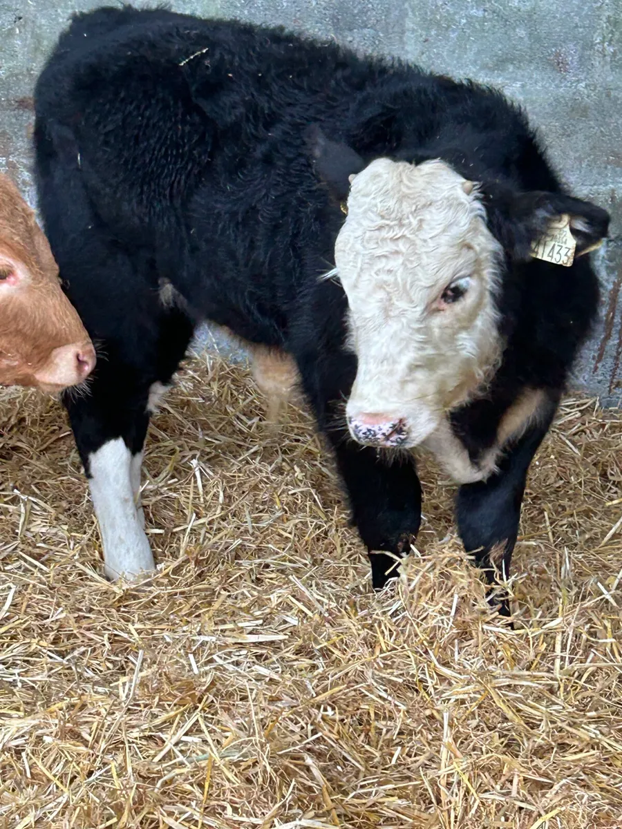 3 SUPER SUCKLER BRED RUNNER BULLS - Image 1