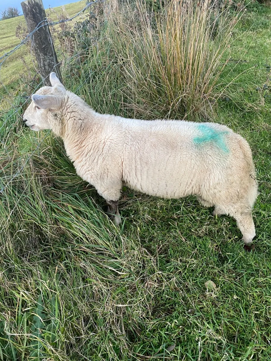 Charolais Cross Ram - Image 1
