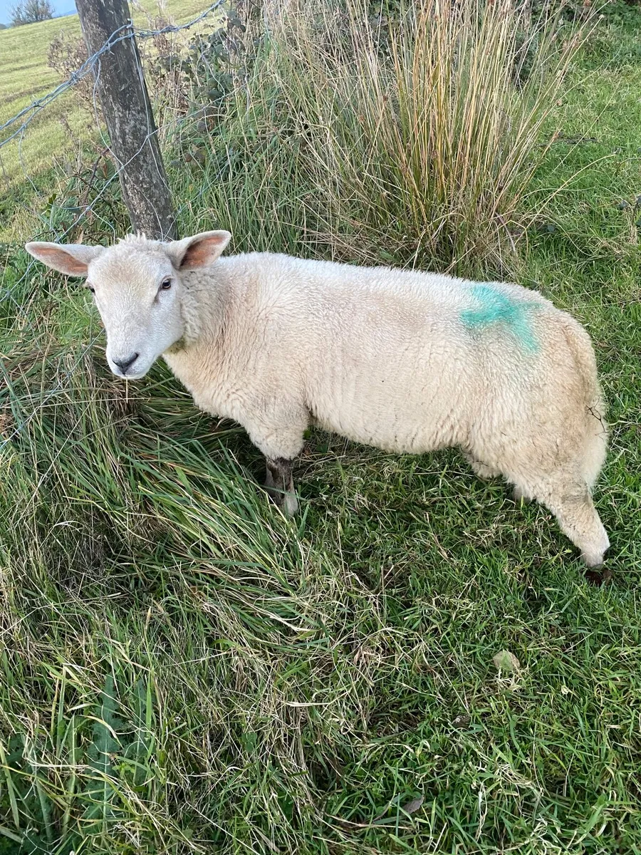 Charolais Cross Ram - Image 2