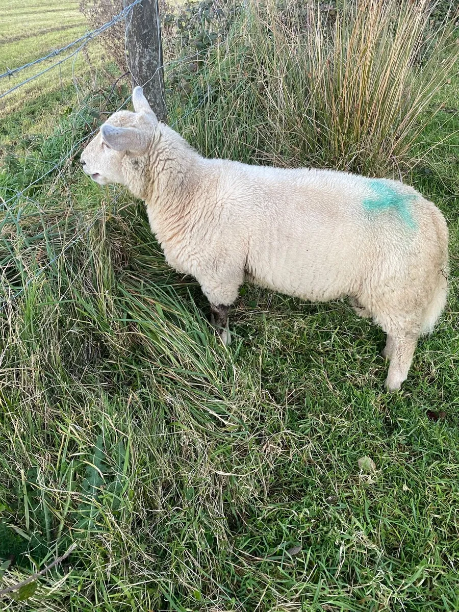 Charolais Cross Ram - Image 3