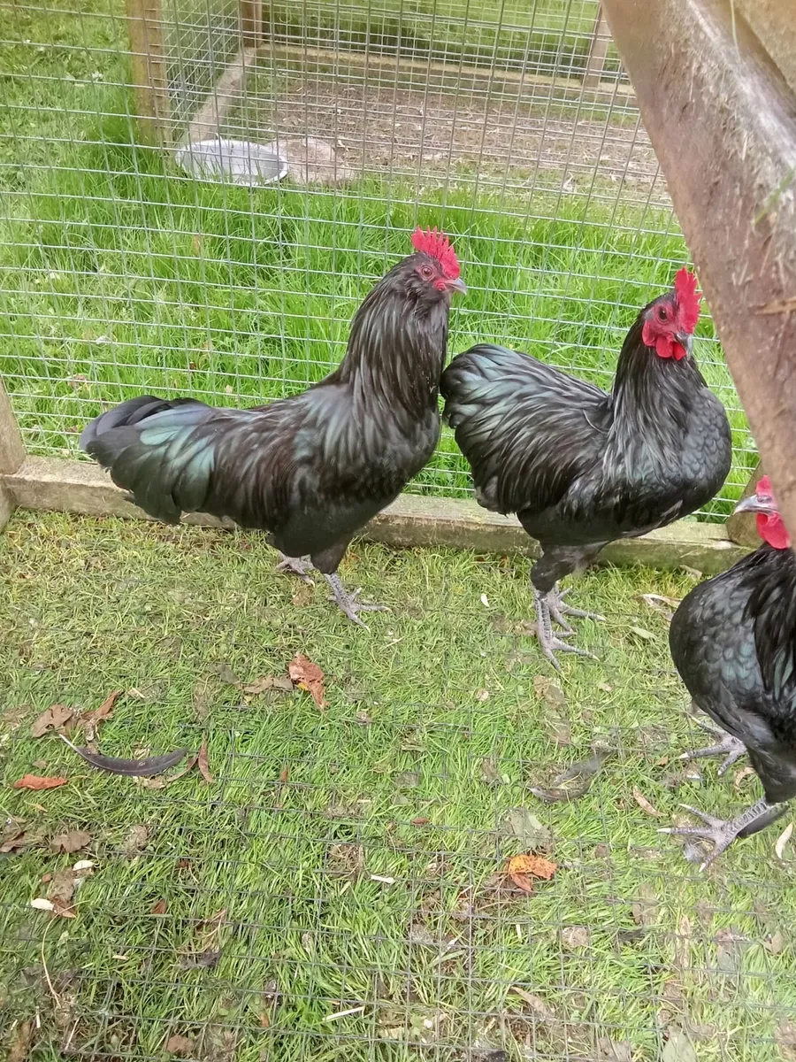 Bantams for sale - Image 1