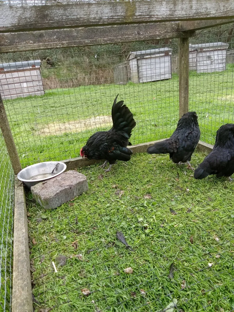 Bantams for sale - Image 2