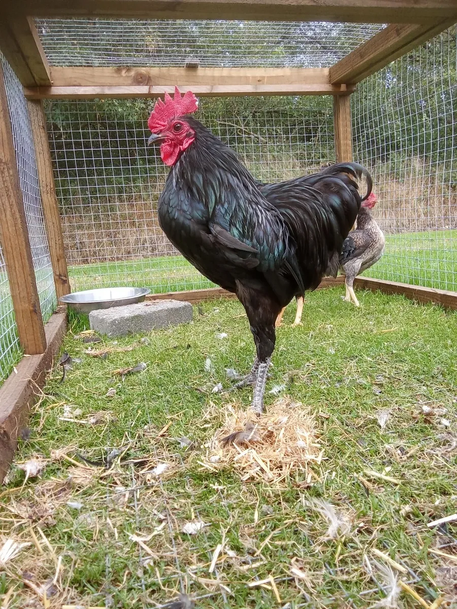 Bantams for sale - Image 3