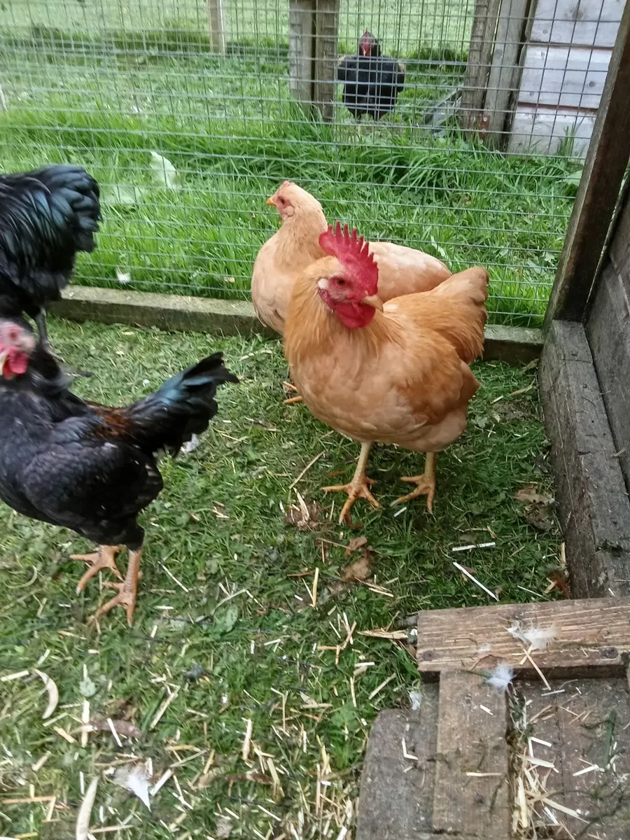 Bantams for sale - Image 4