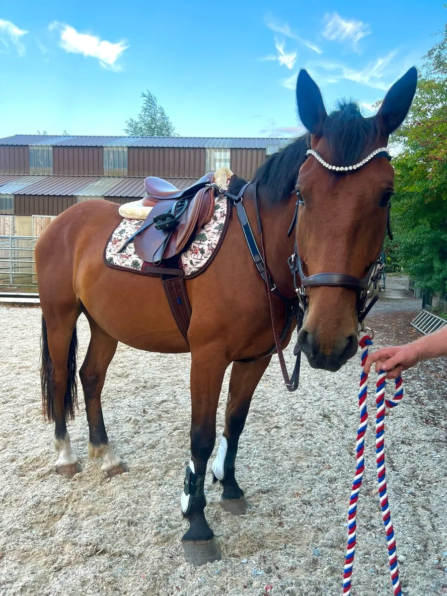 16.1hh Sporty Cob - Image 4