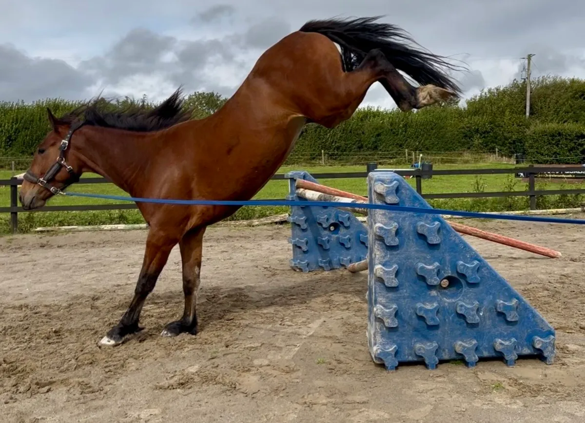 16.1hh Sporty Cob - Image 1