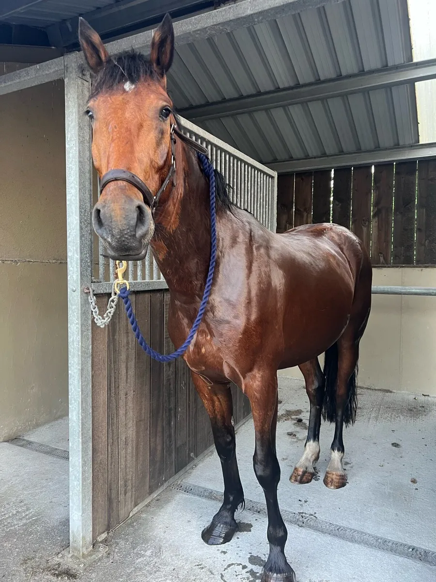 16.1hh Sporty Cob - Image 2