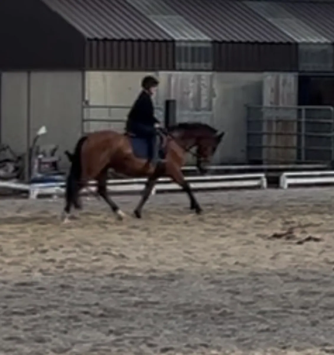 16.1hh Sporty Cob - Image 3
