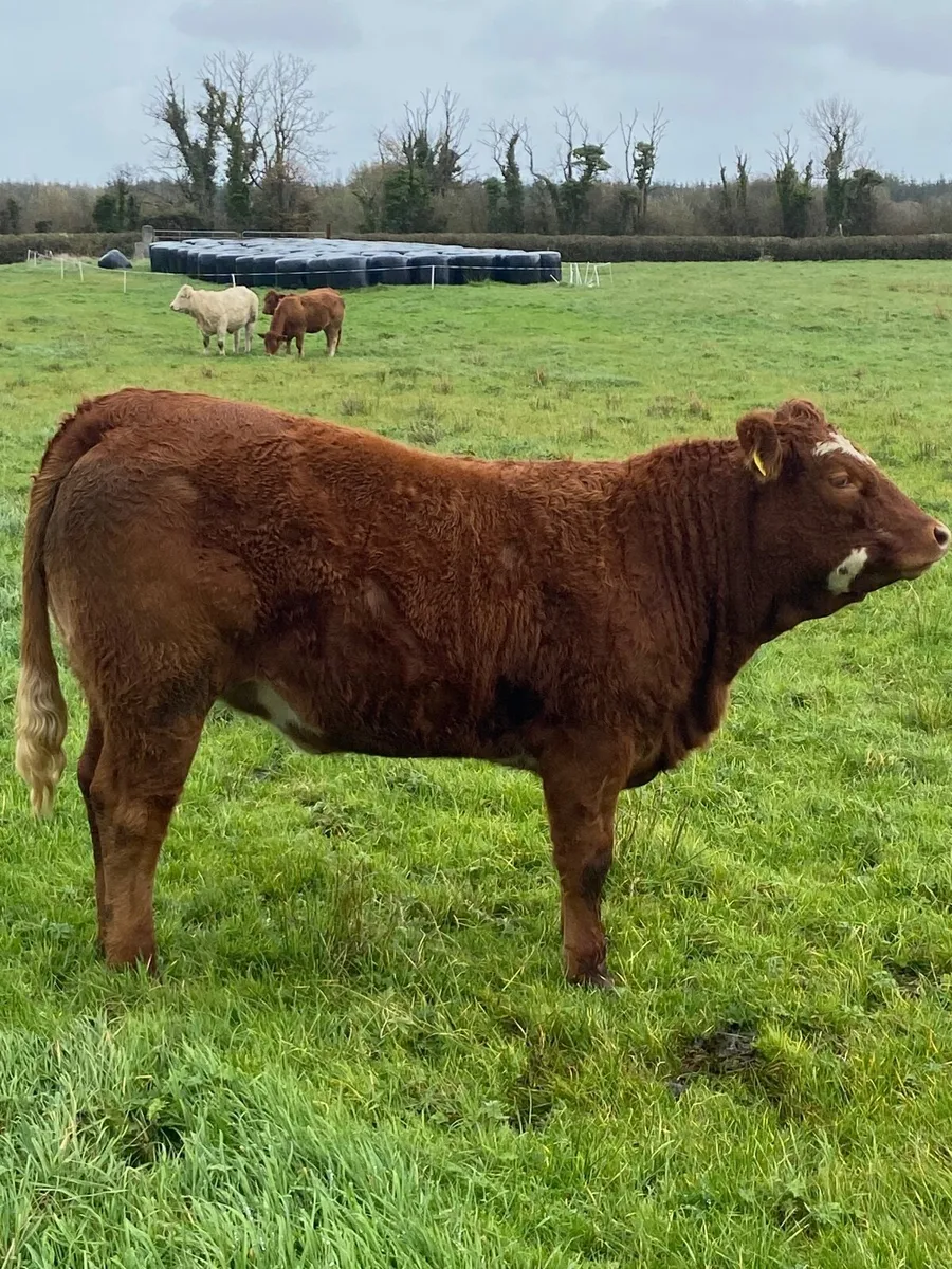 Top Quality Heifers Mohill Mart Saturday 31st Oct - Image 1