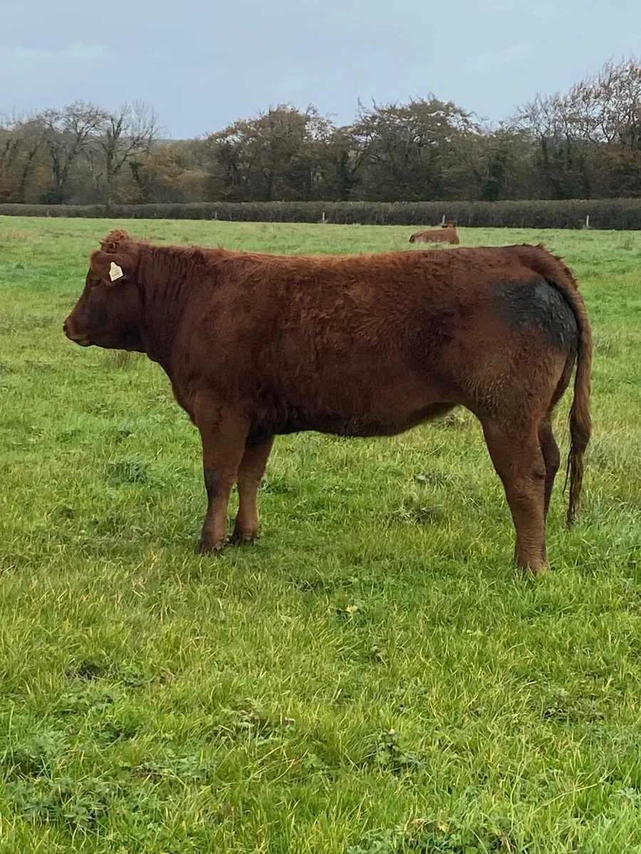 Top Quality Heifers Mohill Mart Saturday 31st Oct - Image 3